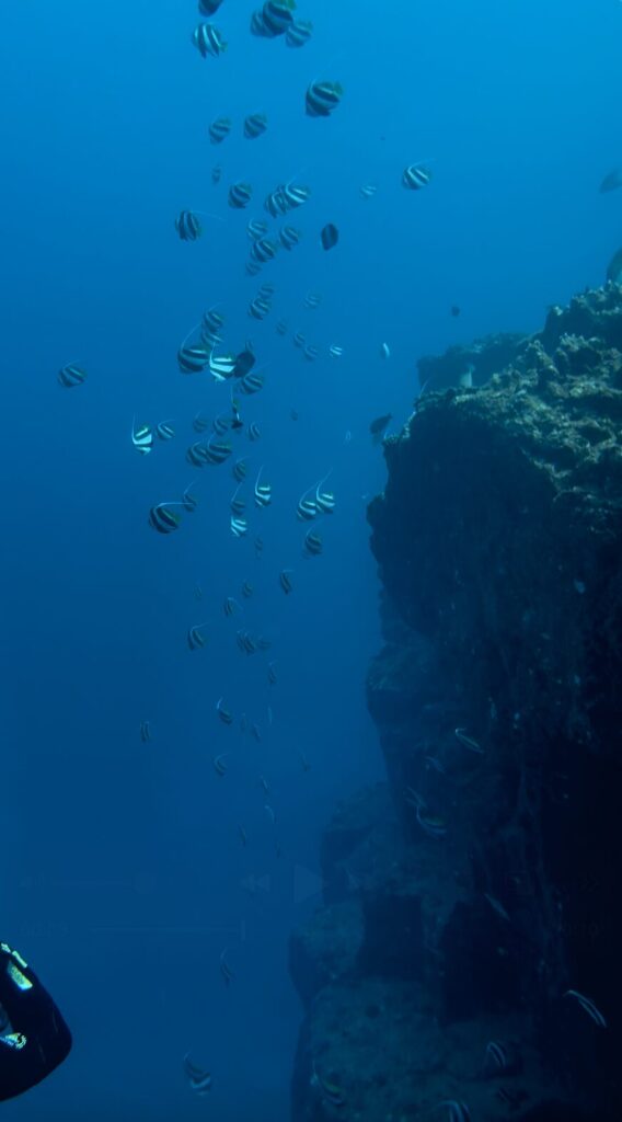 Photo de poissons clown