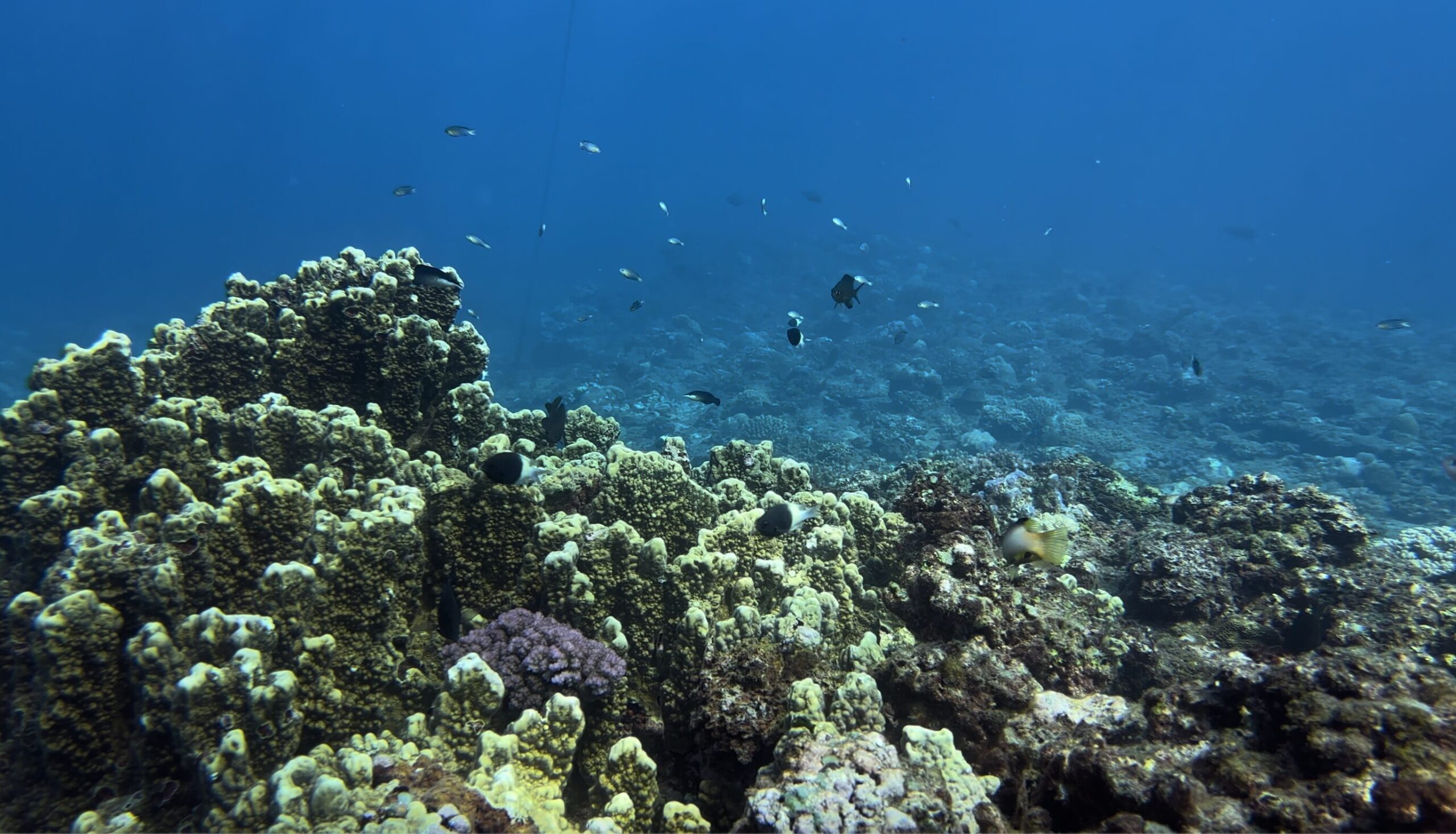 Photo de poissons