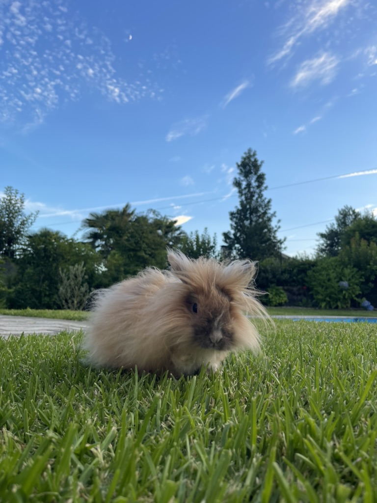 Photo de Lucky, un lapin beige, race tête de lion